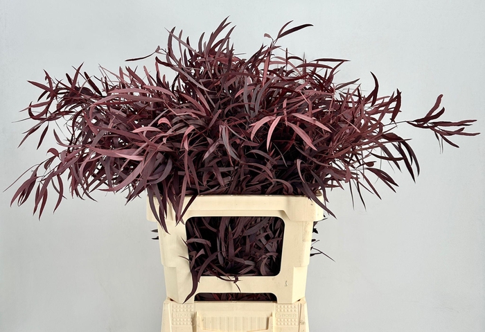 <h4>Euc. Nicholii Preserved Red</h4>