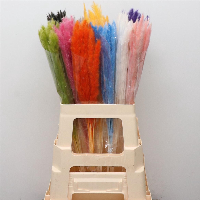 <h4>Dried Pampas Fluffy Mix In Fust</h4>