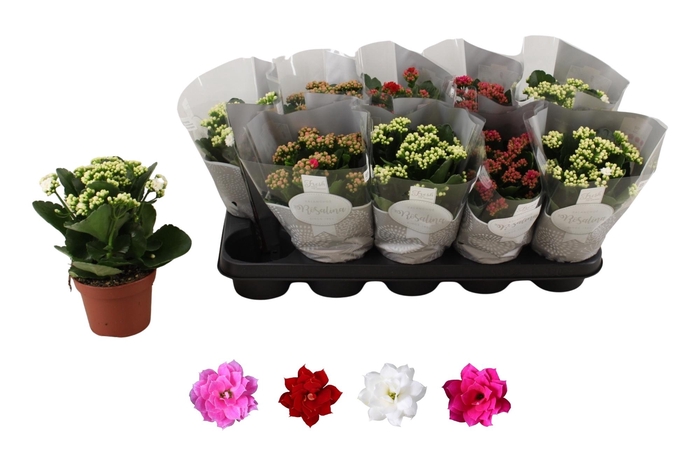 <h4>KAL GE RO GEM 4 KL</h4>