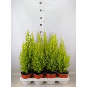 Cupressus macro. 'Goldcrest Wilma'