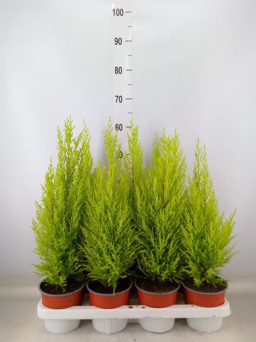 <h4>Cupressus macro. 'Goldcrest Wilma'</h4>
