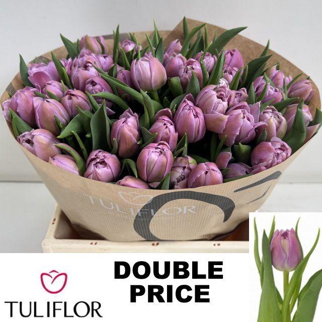 <h4>TU DU DOUBLE PRICE</h4>