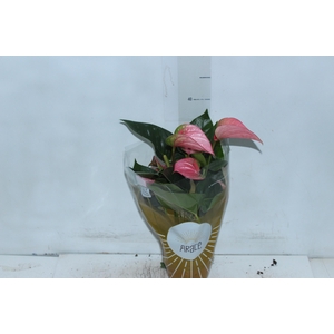 ANTHURIUM ROYAL PINK CHAMPION P12