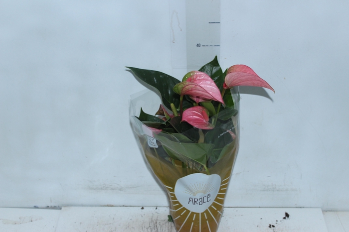 <h4>ANTHURIUM ROYAL PINK CHAMPION P12</h4>