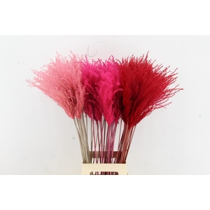 DF Miscanthus 90cm Valentine Mix