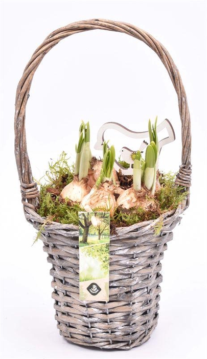 <h4>Wilg hengselmand gy 17cm</h4>