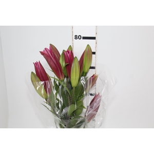 LIRIO TOUCHSTONE 080 CM HT 3/5 FLS