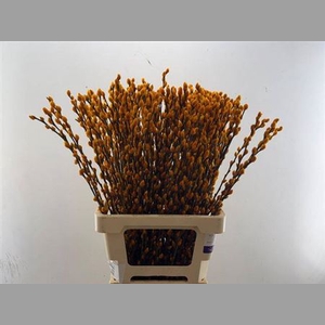 Salix Ov Klb H%