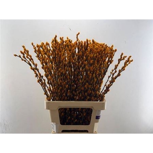 Salix Ov Klb H%