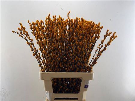 <h4>Salix Ov Klb H%</h4>