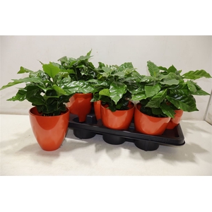 arr8 Arr Coffea Arabica In Keramiek