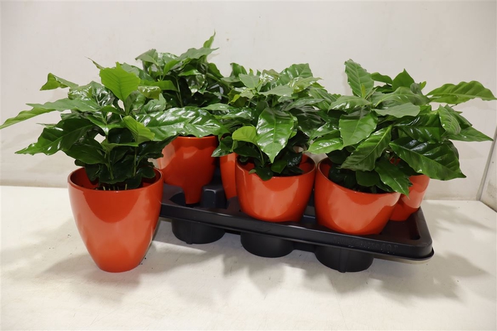 <h4>arr8 Arr Coffea Arabica In Keramiek</h4>