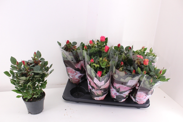 <h4>RO PATHIT GEM 4 SRT</h4>