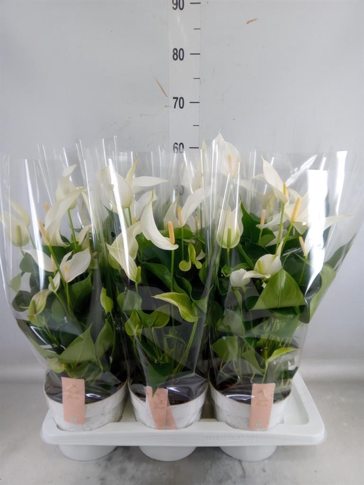 <h4>Anthurium  'Banderola Cava'</h4>