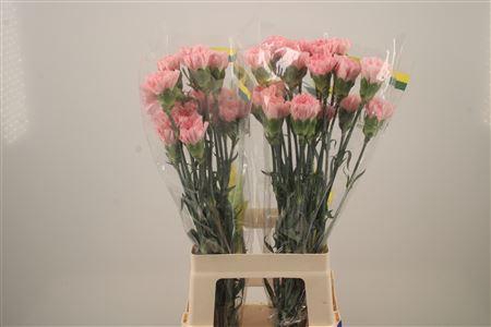 <h4>Di St Doncel</h4>