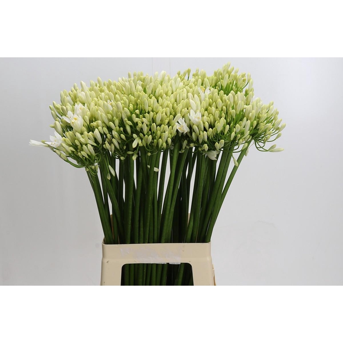 <h4>Agapanthus Gletsjer</h4>