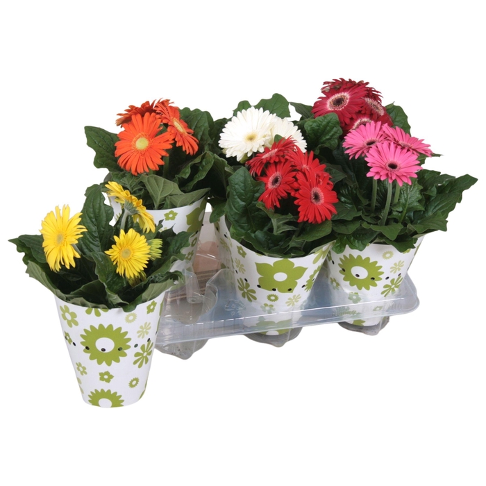 <h4>Gerbera gemengd 2+bl 12cm in potcover groen/wit</h4>