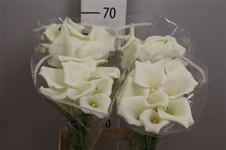 <h4>Zantedeschia  'Crystal Blush'</h4>