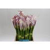 Zantedeschia Eydolls Purple White