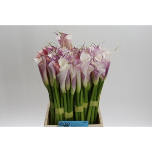 Zantedeschia Eydolls Purple White
