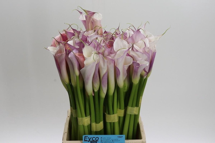 <h4>Zantedeschia Eydolls Purple White</h4>