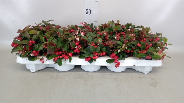 <h4>Gaultheria proc.</h4>