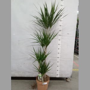 Dracaena marg.