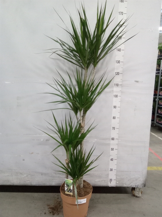 <h4>Dracaena marg.</h4>