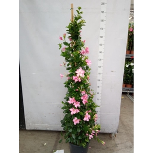 Mandevilla sand. 'SumStar Pink Mag'