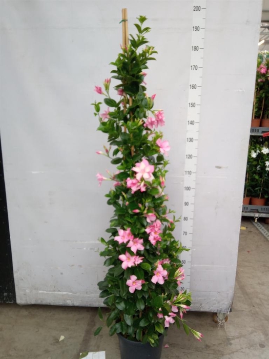 <h4>Mandevilla sand. 'SumStar Pink Mag'</h4>
