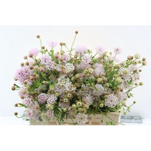 Didiscus Roze