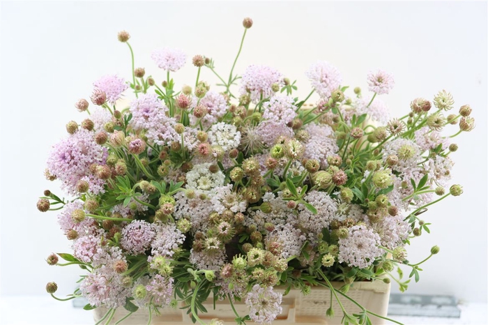 <h4>Didiscus Roze</h4>