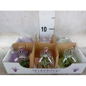 Tillandsia