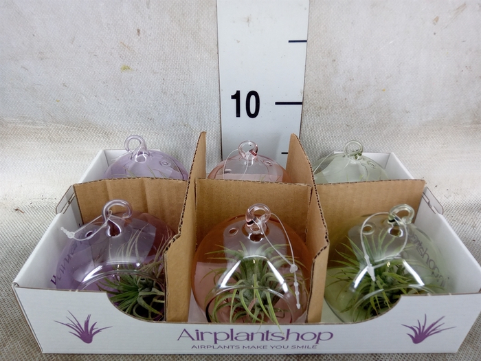 <h4>Tillandsia</h4>