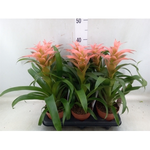 Guzmania  'Melissa'