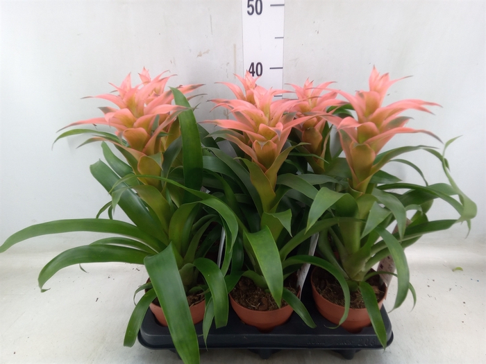 <h4>Guzmania  'Melissa'</h4>
