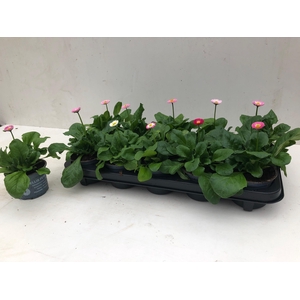 BELLIS P KL RUSH GEM