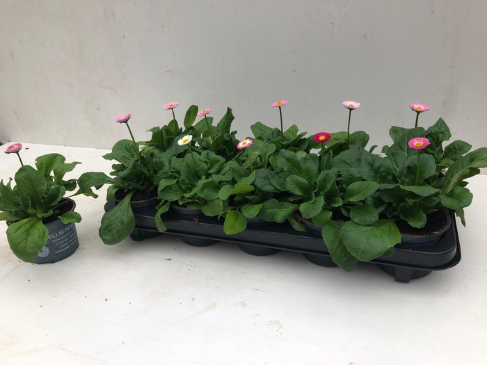 <h4>BELLIS P KL RUSH GEM</h4>