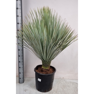 YUC ROSTRATA