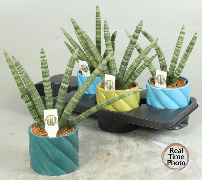 <h4>SANSEV CY HANDSHAKE</h4>