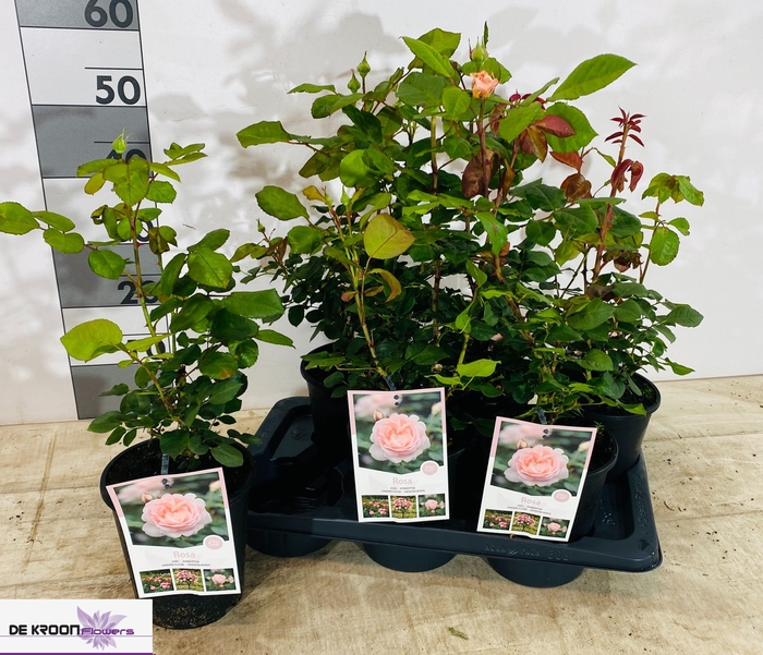 <h4>ROSA GEM</h4>