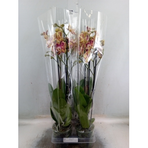 Phalaenopsis   ...