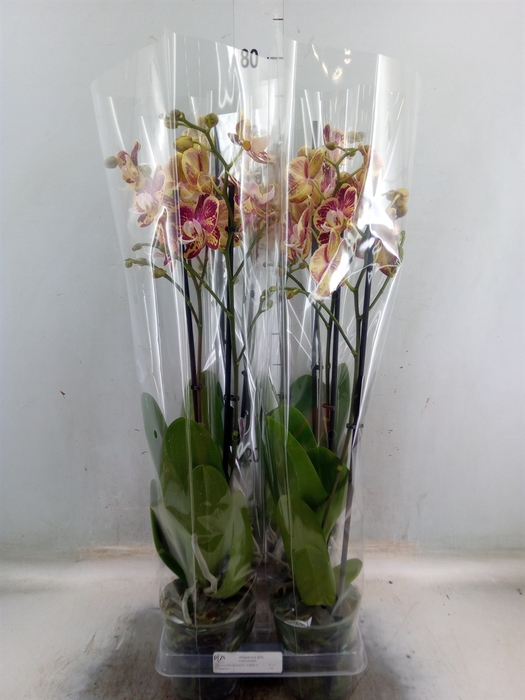 <h4>Phalaenopsis   ...</h4>