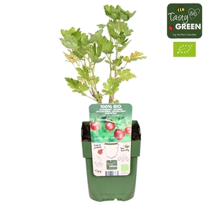 Ribes uva-crispa Captivator Bio P13