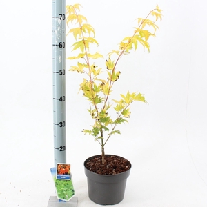 Acer shirasawanum Jordan