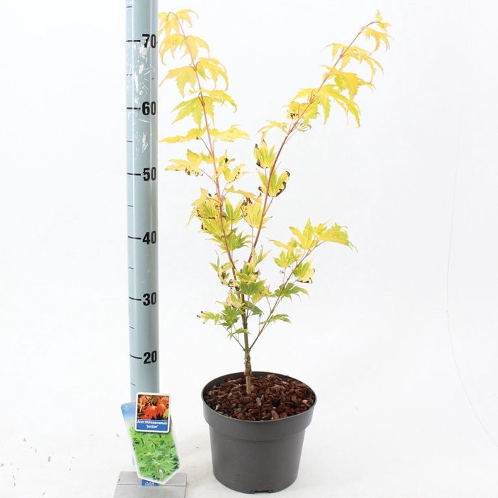 <h4>Acer shirasawanum Jordan</h4>