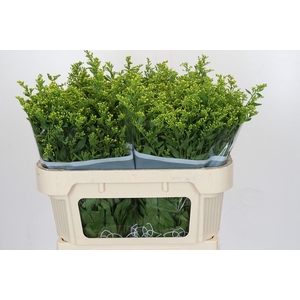 Solidago Golden Glory