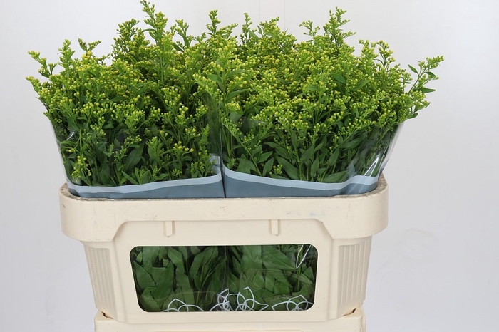 <h4>Solidago Golden Glory</h4>