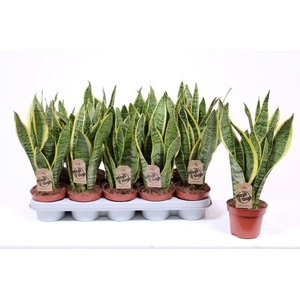Sansevieria Laurentii