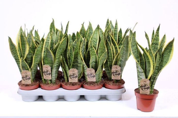 <h4>Sansevieria Laurentii</h4>